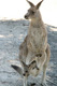 Una mamá canguro con su bebé canguro saliendo de la bolsa.