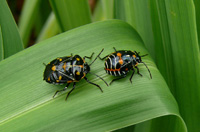 Muestra dos bichos de tipo escarabajo sobre una hoja. Analogía con la traducción literal de bug (bicho o error).