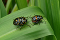 Muestra dos bichos de tipo escarabajo sobre una hoja. Analogía con la traducción literal de bug (bicho o error).