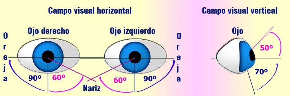 Horizontal Vision 1.2.1.- Visual. | DIW02.- Accesibilidad en la Web.