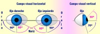 Ilsutración el que se pueden ver a la izquierda, bajo el título “Campo visual horizontal”, una representación de los dos ojos de una persona vistos de frente y de los ángulos de visión que se consideran normales tanto desde el centro de cada ojo hacia la nariz (60 grados) como hacia las orejas (90 grados). En la parte derecha de la imagen, bajo el título “Campo visual vertical”, se puede ver una representación de un ojo visto de perfil y de los angulos de visión que se consideran normales desde el centro hacia arriba (50 grados) y hacia abajo (70 grados).