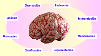 Ilustración en la que en la parte central se ve la figura de un cerebro y rodeándolo, en el sentido de la agujas del reloj y empezando por el que está situado en la parte superior derecha, están las distintas habilidades cognitivas: Evaluación, Interpretación, Memorización, Representación, Clasificación, Ordenación, Análisis y Observación.