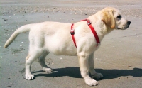 En la foto se ve un cachorro de perro de la raza Labrador Retriever que una vez entrenados se emplean mucho para conducir ciegos o asistir a personas con algú tipo de discapacidad motora o cognitiva.