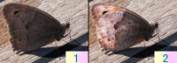 Ilustración con una composición de dos imágenes numeradas. La de la izquierda, con el número 1, muestra una mariposa sobre una madera con las alas oscuras. La de la derecha, con el numero 2, muestra la misma imagen pero, esta vez, las alas de la mariposa están más iluminadas.