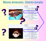 Ilustración de título "misma dimensión. Distinto Tamaño" compuesta de dos copias de pantalla de la información mostrada por el explorador de archivos del sistema Windows 7 de dos imágenes. La imagen superior muestra un pez puesto sobre una bandeja de plástico. Hay una mano que mantiene levantada la aleta dorsal del pez. A la derecha de esta imagen, bordeadas con un rectángulo azul, estánlas dos líneas de texto que interesan: "dimensiones: 2048x1538 y tamaño: 1,31 MB". Sobre este recuadro hay una chincheta.La imagen inferior muestra el mismo pez visto de frente con la boca abierta sobre un fondo oscuro. A la derecha de esta imagen, bordeadas con un rectángulo azul, están las dos líneas de texto que interesan: "dimensiones: 2048x1538 y tamaño: 378 KB". Sobre este recuadro hay una chincheta.