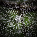 Web. Ilustración de una tela de araña.