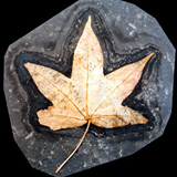 Fotografía de hoja caída de un árbol en un marco de piedra pizarra