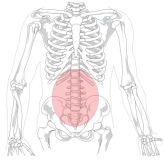 Lumbalgia. magen de un esqueleto humano, marcando la zona lumbar, donde se producen los dolores conocidos por lumbalgia.