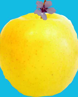 Imagen donde se muestra una manzana y en la parte superior una flor del manzano.