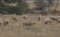 Un rebaño de ovejas pastando tranquilamente, para representar el régimen especial de agricultura, ganadería y pesca.  