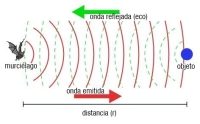 Ondas emitidas y recibidas por un murciélago.