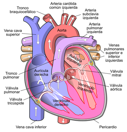 Corazón.