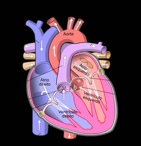 Corazón