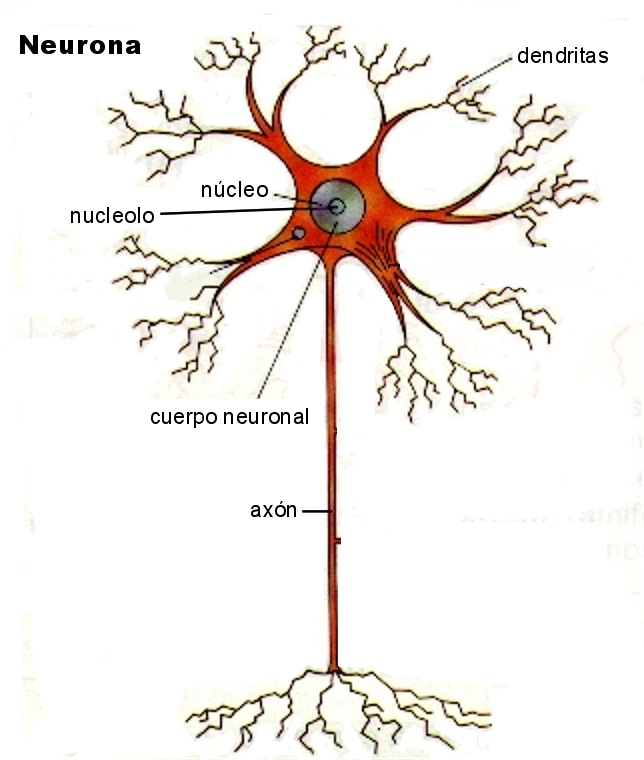 Partes de la neurona