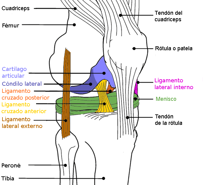 Articulación Rodilla