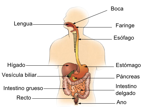 Sistema digestivo