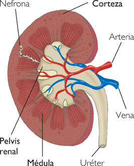 Riñón