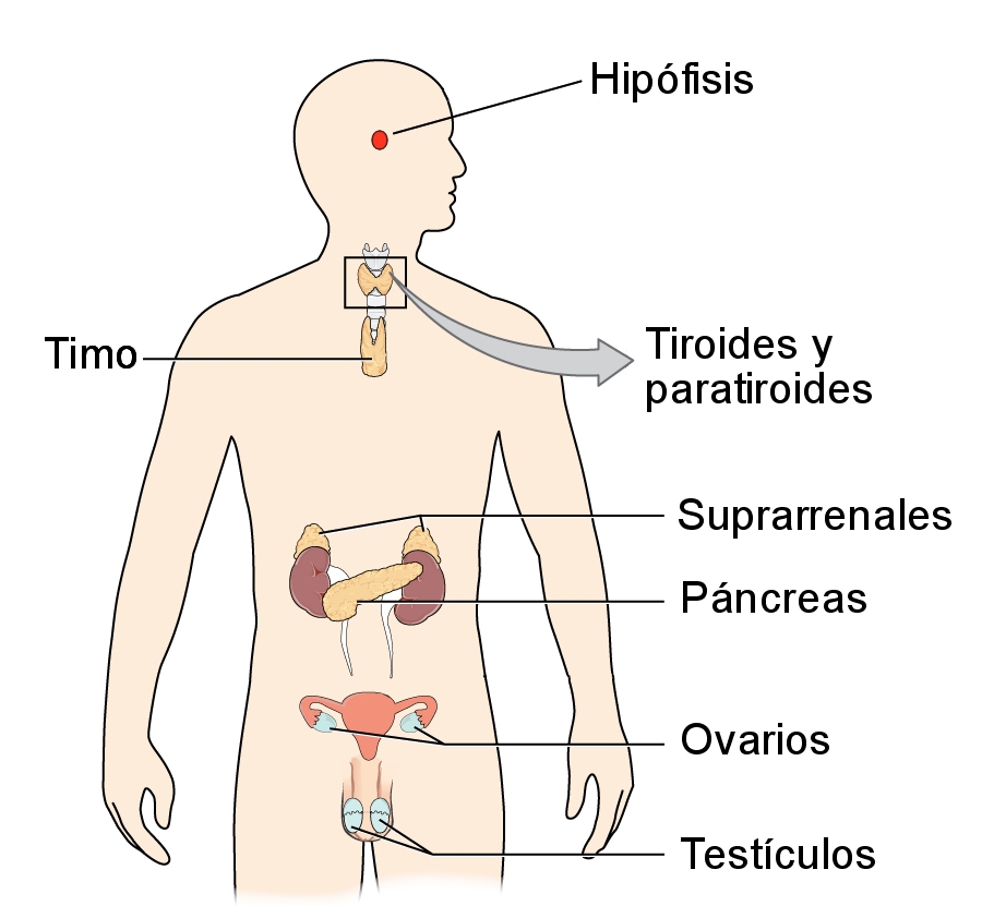 Sistema endocrino