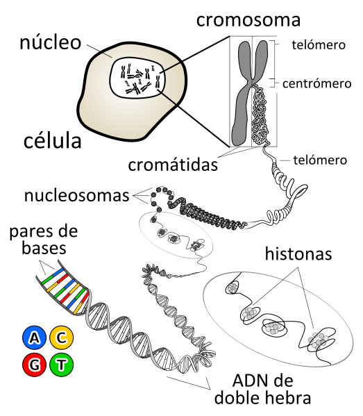 Meristemo apical en mitosis