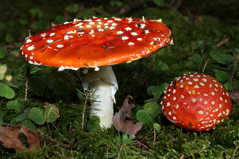 Amanita