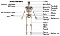 Esqueleto humano visto de frente, sobre el que se indican con flechas todos los nombres de los huesos.