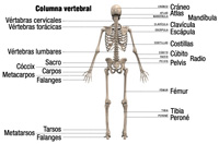 Esqueleto humano visto desde atrás, sobre el que se indican con flechas todos los nombres de los huesos.