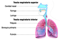 Un esquema de las vías respiratorias donde se etiquetan las distintas partes que componen el tracto respiratorio superior: - Cavidad nasal - Faringe – Laringe, y el tracto respiratorio inferior: - Tráquea – Bronquio primario – Pulmón.