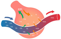 Un alveolo pulmonar, que es como una especie de uva, en la que entra aire, y atravesado por un capilar sanguíneo. Del capilar sale CO2 al alveolo, y del alveolo entra O2 al capilar, que se asocia con la hemoglobina (Hb) para ser transportado al resto del cuerpo.