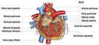 Sección de un corazón sobre la que se etiquetan los distintos componentes del mismo, así como las venas y arterias que lo comunican con el resto del organismo.