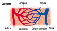 Una arteria se ramifica en arteriolas, que se ramifican en capilares, que  vuelven confluir formando vénulas, que se unen para formar una vena, en medio de las células de un tejido.