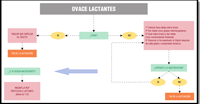 Esquema donde se ve la actuación para el OVACE en lactantes. Parte de un nudo central con la pregunta ¿tose? que al lado izquierdo incluye el caso de que el lactante tosa con lo que solo hay que vigilar que expulse el objeto. Por la parte derecha se ve el caso de que no pueda toser ni respirar. En ese caso se proceden a los golpes interescapulares que se alternan cada cinco golpes con compresiones torácicas. Este proceso se continúa hasta que el lactante se recupere o quede inconsciente. En caso de quedar inconsciente el esquema se extiende a la izquierda y se inicia la RCP.