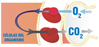 Se ve un esquema que representa  el intercambio gaseoso. En el centro hay un capilar, con  un par de glóbulos rojos. A un  lado las células del organismo, y al otro un alveolo pulmonar. Hay una flecha que indica cómo pasa el oxígeno del alveolo al capilar, donde los  glóbulos rojos lo transportan hasta que pasa del capilar a las células del organismo. Hay otra flecha de vuelta que marca cómo el CO2  pasa de las células al capilar, donde es transportado por los glóbulos rojos hasta que  pasa del capilar al alveolo pulmonar, produciéndose el proceso completo de la respiración.