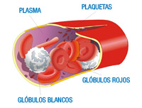 Ilustración en la que se observa la sección de un vaso sanguíneo. En su interior tenemos el plásma, los glóbulos rojos, representados con discos rojos, los glóbulos blancos representados con círculos blancos y las plaquetas representadas por pequeñas escamas.