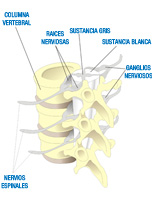 Ilustración de la columna vertebral donde se aprecia la estructura de la misma. Está formada por una pieza tubular que es la columna vertebral. Acoplada a ella la sustancia blanca por el interior de la cual tenemos la sustancia gris. Las raíces nerviosas parten de la sustancia blanca hasta un ganglio nervioso del que parte un único nervio espinal por ganglio.