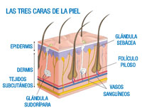 Ilustración de un corte de piel en el que se aprecian las distintas capas que la forman. La capa más superficial es la epidermis, bajo ella aparece la dermis y debajo los tejidos subcutáneos llamados hipodermis. En la dermis están las glándulas sudoríparas y los folículos pilosos. Los vasos sanguíneos alimentan estos elementos.