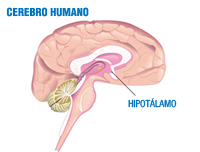 Ilustración de una sección del cerebro humano. Se aprecian las diversas estructuras que lo forman y en concreto se resalta el hipotálamo en la parte interna.