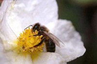 Fotografía de una abeja sobre una flor blanca.