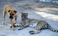 Fotografía donde se ve a un guepardo tumbado relajado. Junto a él se encuentra un perro de raza bulldog cruzando junto al guepardo. Ambos animales están tranquilos mostrando que están habituados a su mutua presencia.