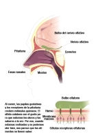 Ilustración que muestra la estructura y funcionamiento del sentido del olfato.