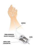 Ilustración que muestra la estructura nerviosa de el brazo, mano y dedos, necesaria para la motricidad fina.