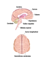 Ilustración en la que se diferencian las diferentes áreas de la estructura del cerebro.