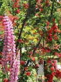 Foto de un grupo de flores y plantas de diferentes variedades representando la diversidad.