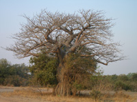 Fotografía de un árbol centenario de la especie Baobab en un parque natural de Zambia (África).