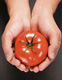 Fotografía de unas manos sosteniendo un tomate.