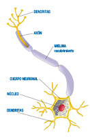 Ilustración  del esquema de una neurona, en el que se señala su núcleo, cuerpo neuronal, el axón, las dentritas y una sección de la mielina que recubre el axón.