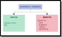 Imagen donde se esquematizan los dos tipos de mecanismos de transmisión, que aparece como título encuadrado y del que salen dos  flechas hacia dos cuadrados, inferiores: uno incluye los mecanismos directos y el otro los indirectos.