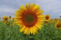 Primer plano de un girasol en el campo.