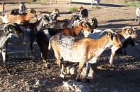 Rebaño de cabras en un cercado.