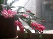 Flores en una oficina.