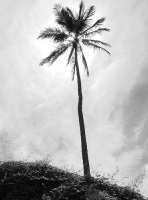 Palmera en blanco y negro.